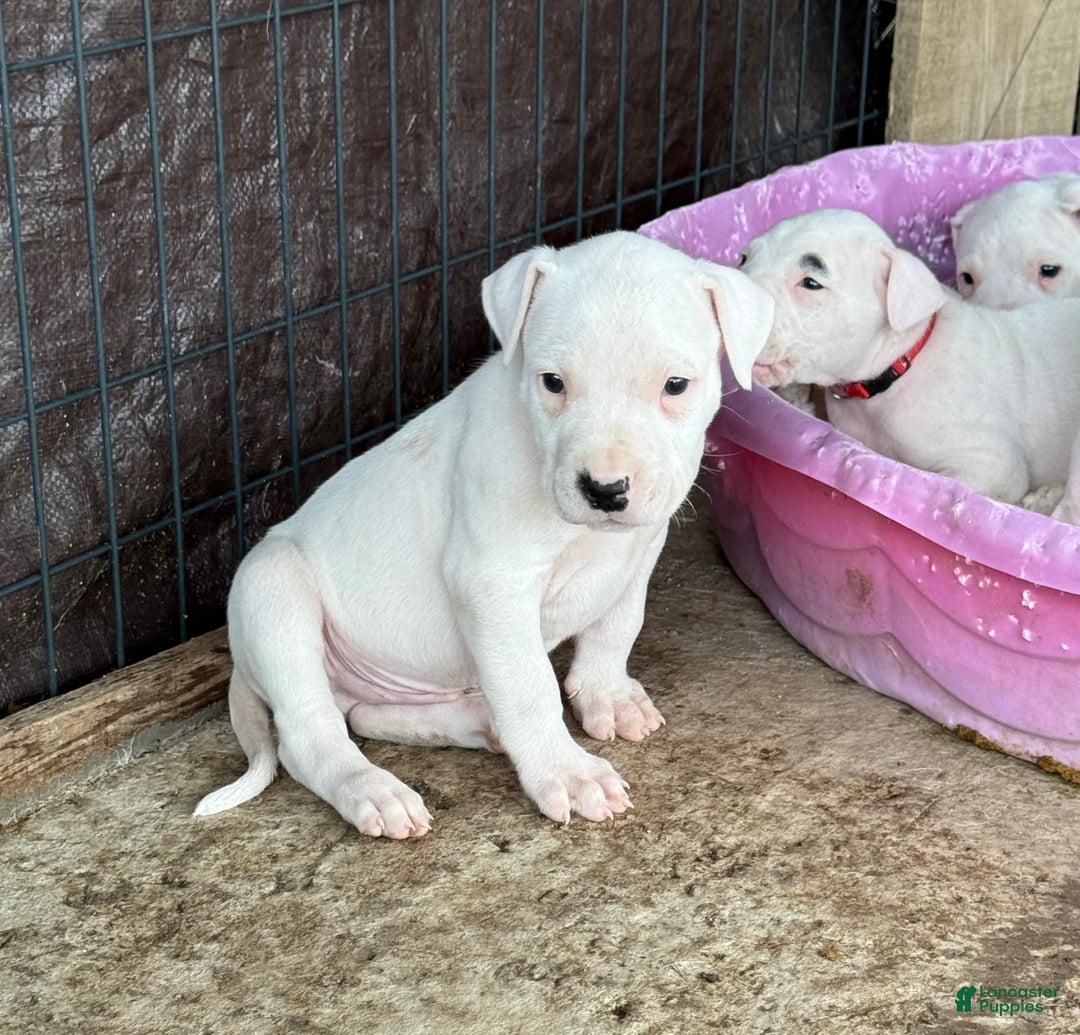 Dogo Argentino dogs for sale: Puppy M3 - Ad 14