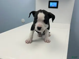 Mixed Breed dogs Alapaha Bully - Ad 22