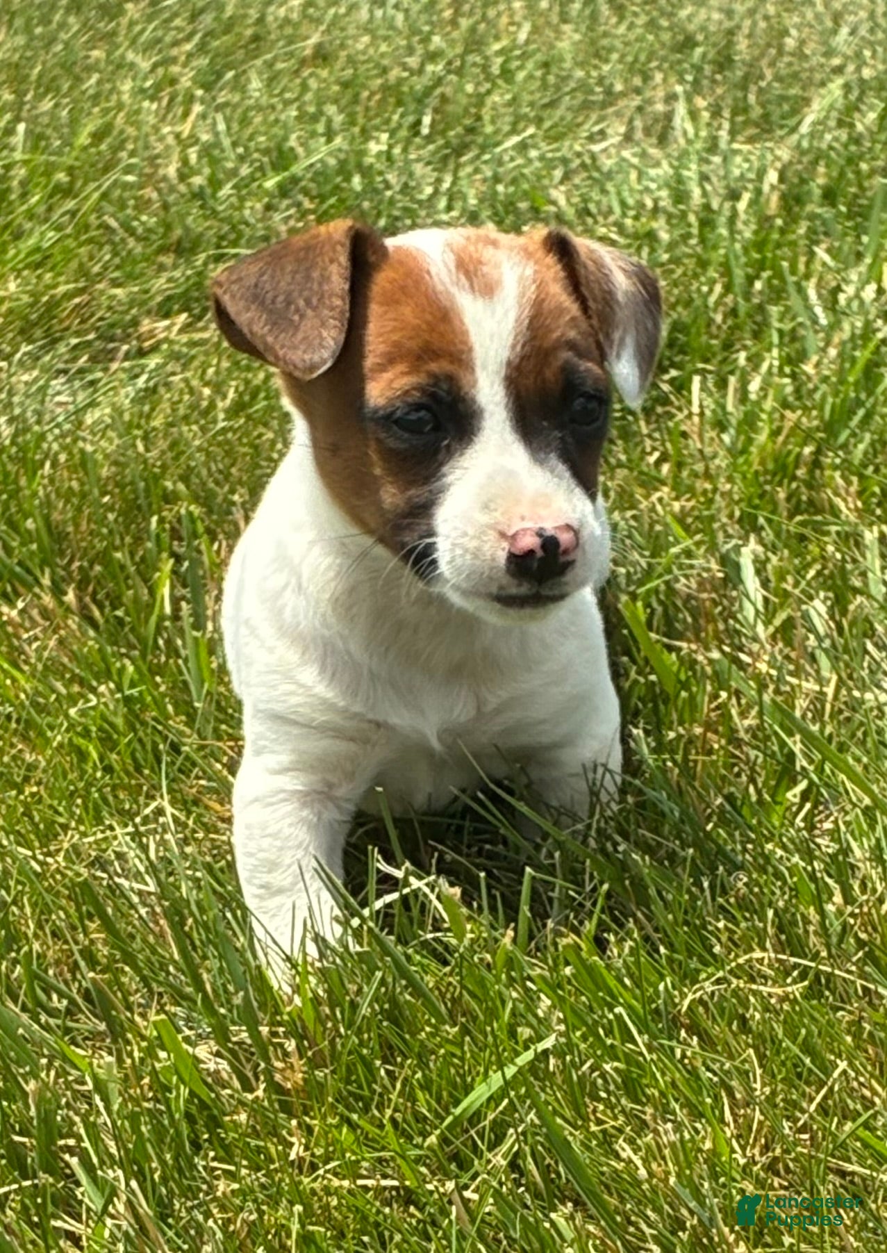 Jack Russell Terrier dogs Jack Russell Terrier 3 - Ad 32