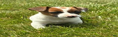 Jack Russell Terrier 3