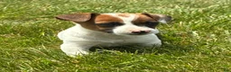 Jack Russell Terrier dogs for sale: Jack Russell Terrier 3 - Ad 1