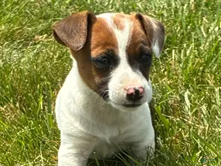 Jack Russell Terrier dogs Jack Russell Terrier 3 - Ad 32