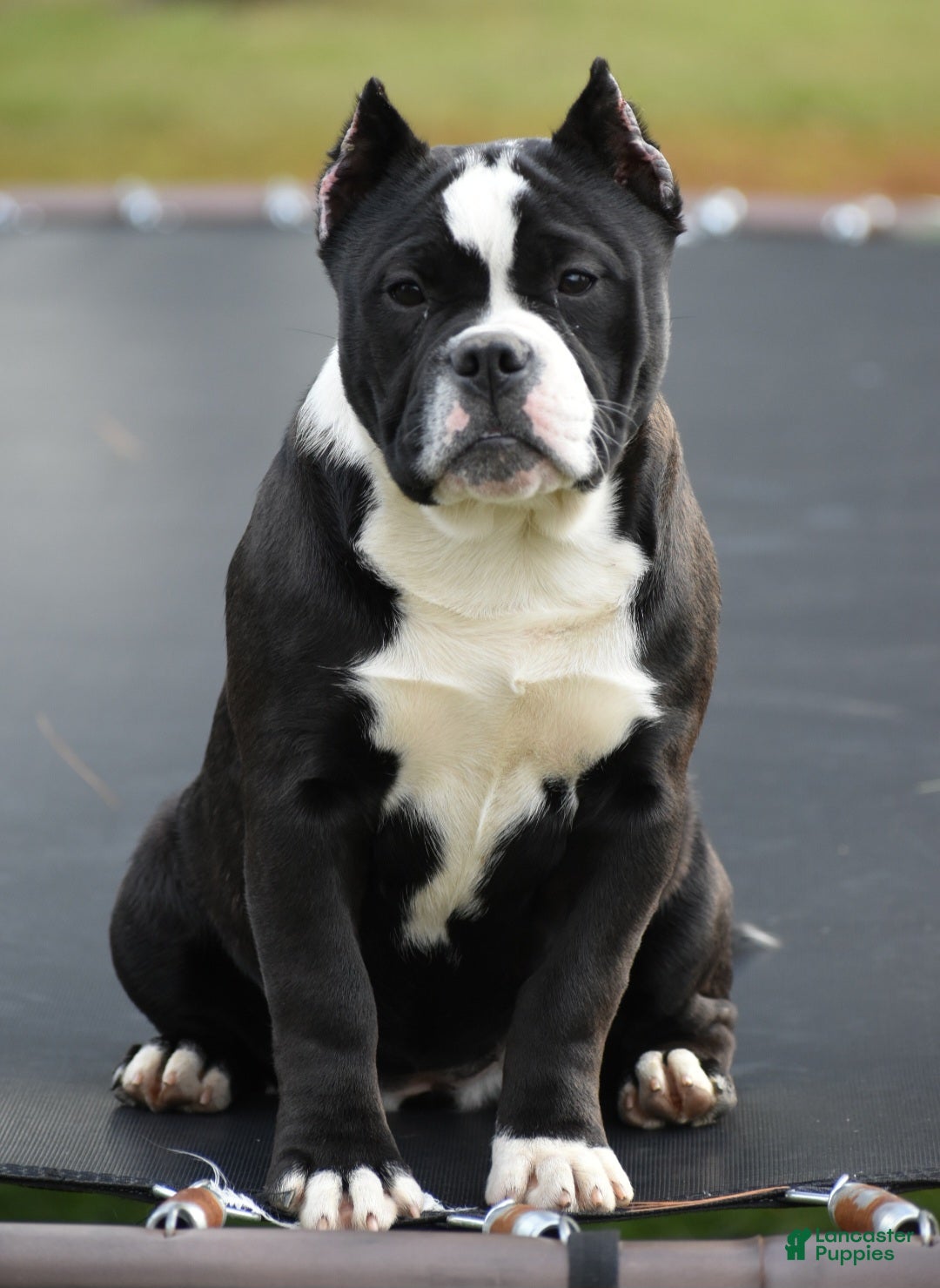 Mixed Breed dogs for sale: Prettia bully bulldog hybrid  - Ad 5