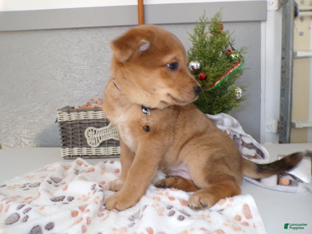 Mixed Breed dogs for sale: Mixed Breed Puppy 2 Bello - Ad 3