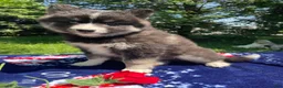Pomsky dogs for sale: Lucas - Ad 4