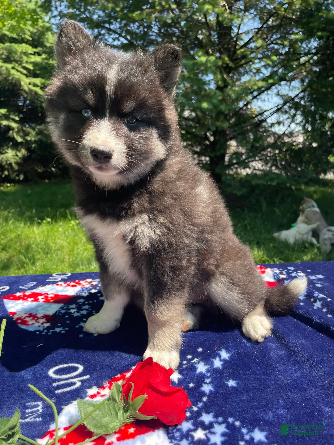 Pomsky dogs for sale: Lucas - Ad 4