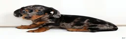 Miniature Dachshund dogs for sale: Iris - Ad 7