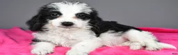 Mixed Breed dogs for sale: Oreo - Ad 6