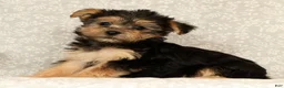 Yochon dogs for sale: Katie - Ad 3