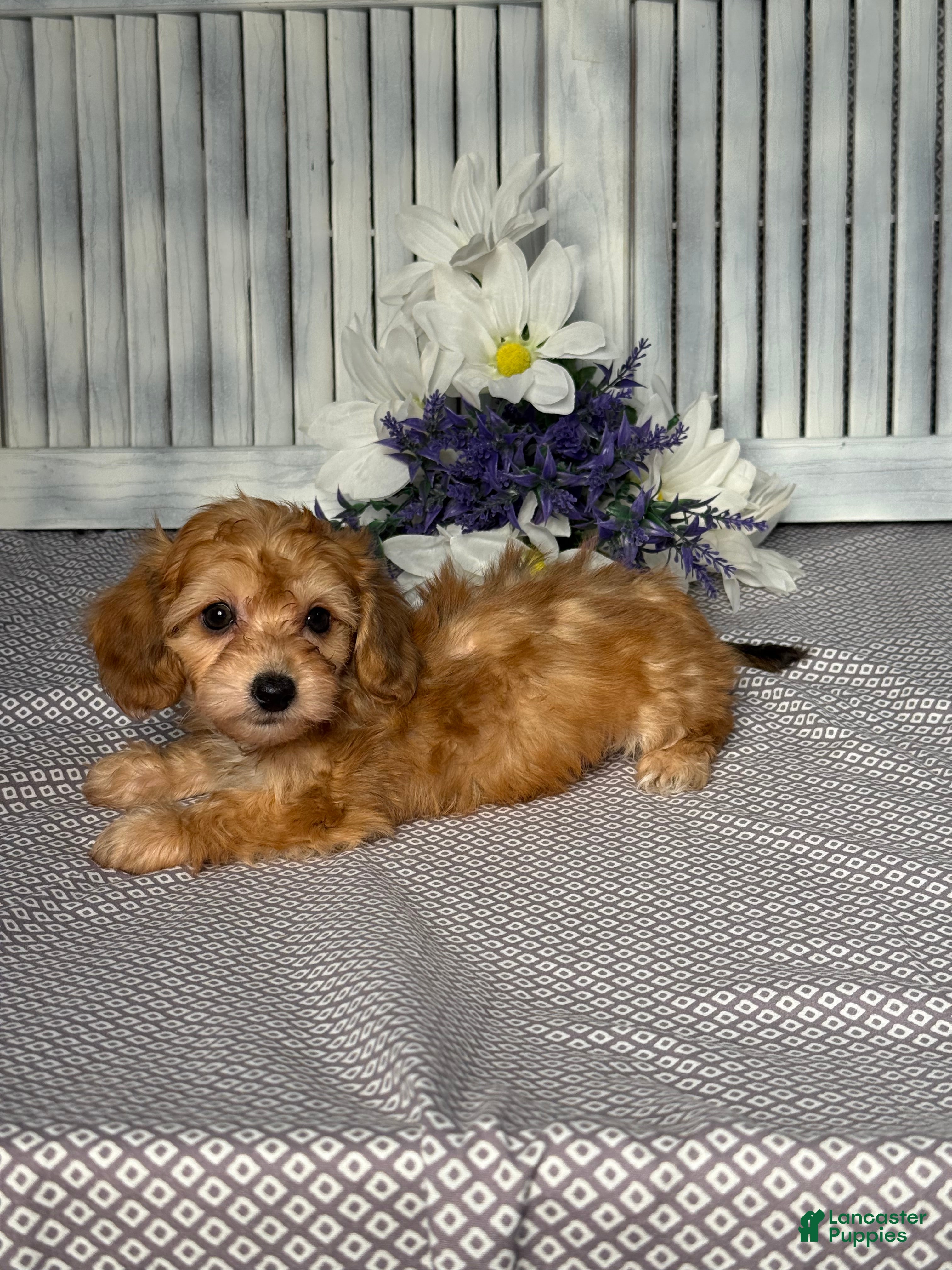 Mixed Breed dogs for sale: Diego - Ad 5