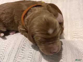 Irish Doodle dogs for sale: Burnt Orange Collar - “Sammy” - Ad 4