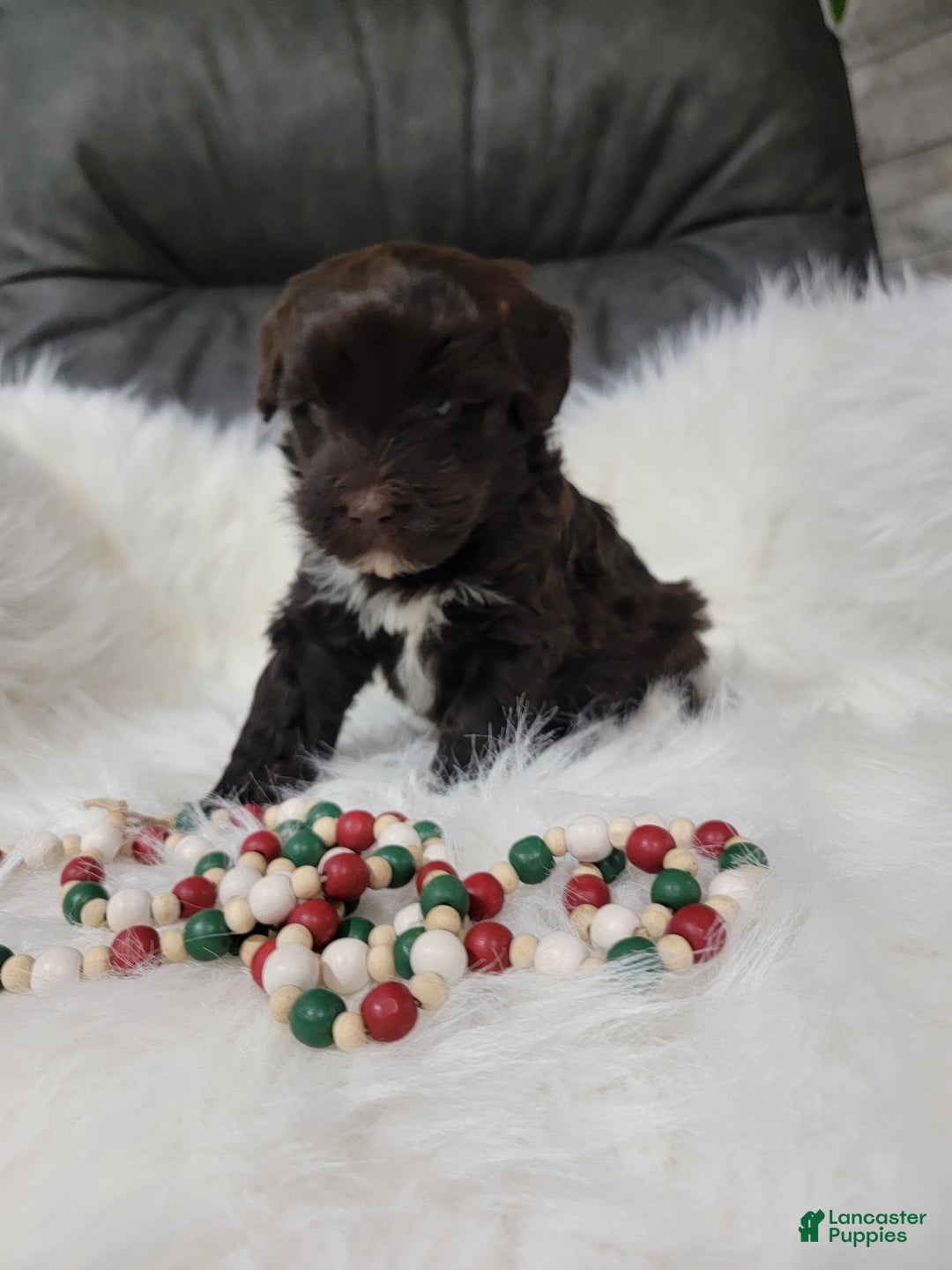 Portuguese Water Dog dogs for sale: Vinson - Ad 3