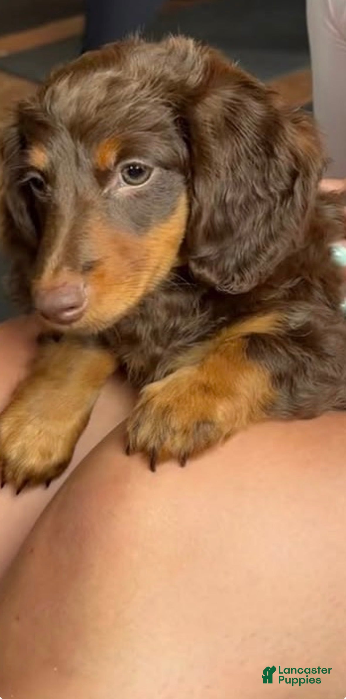 Miniature Dachshund dogs Miniature Dachshund 1 - Ad 2
