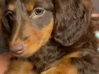 Miniature Dachshund dogs Miniature Dachshund 1 - Ad 2
