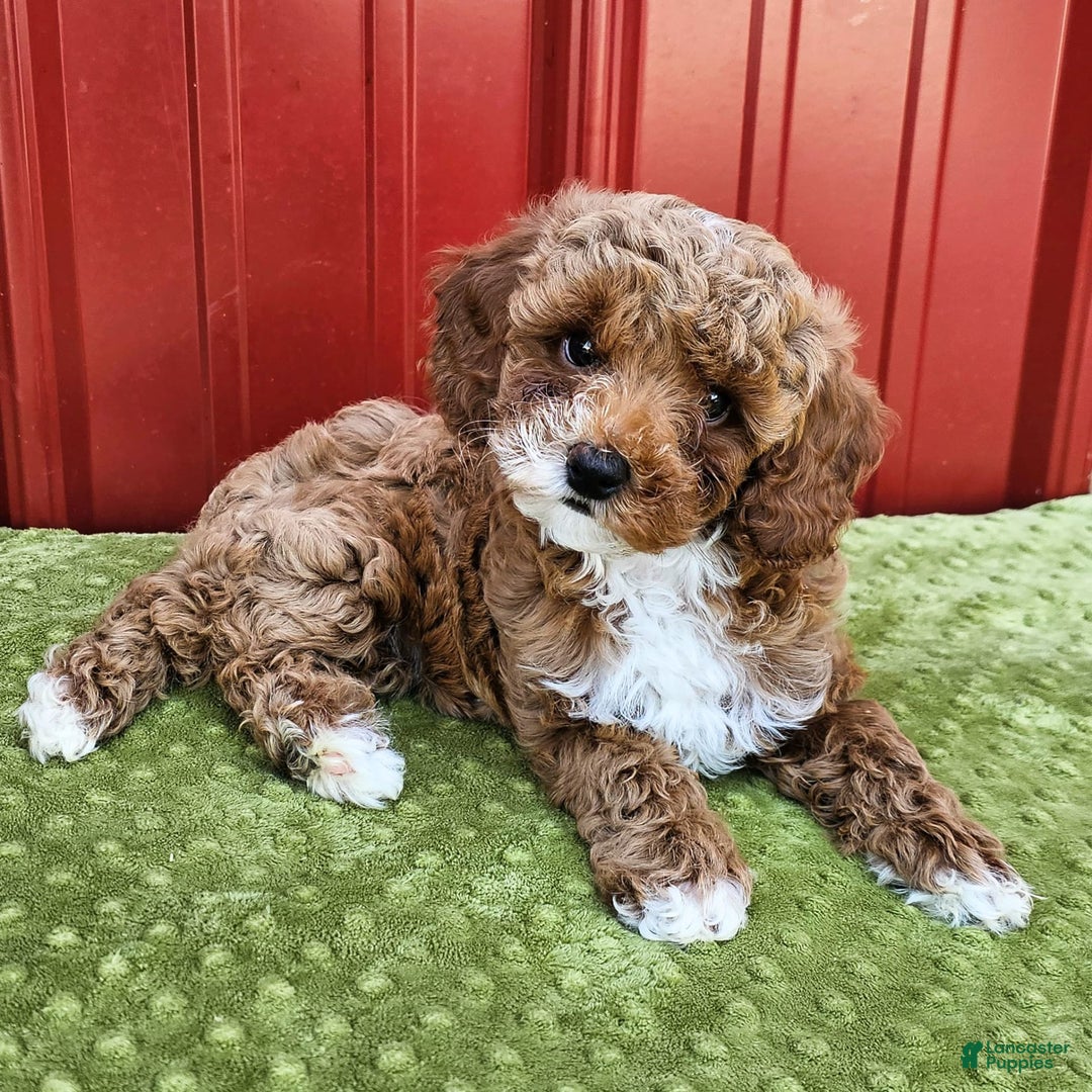 Miniature Poodle dogs for sale: Bailey - Ad 2