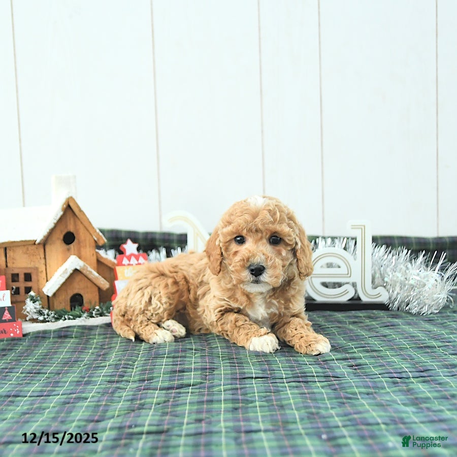 Mini Goldendoodle dogs Nellie - Ad 30