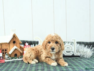 Mini Goldendoodle dogs Nellie - Ad 5