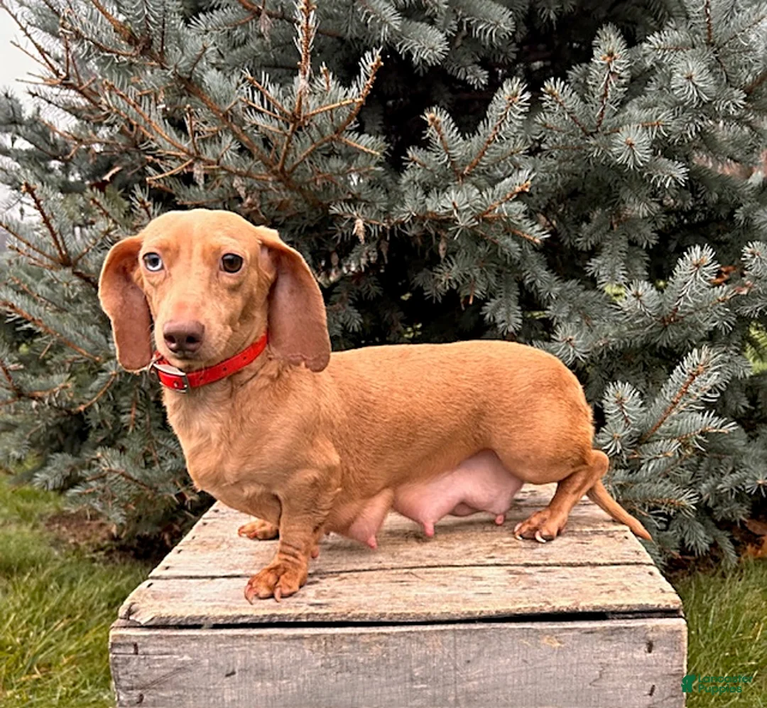 Miniature Dachshund dogs for sale: Max - Ad 4