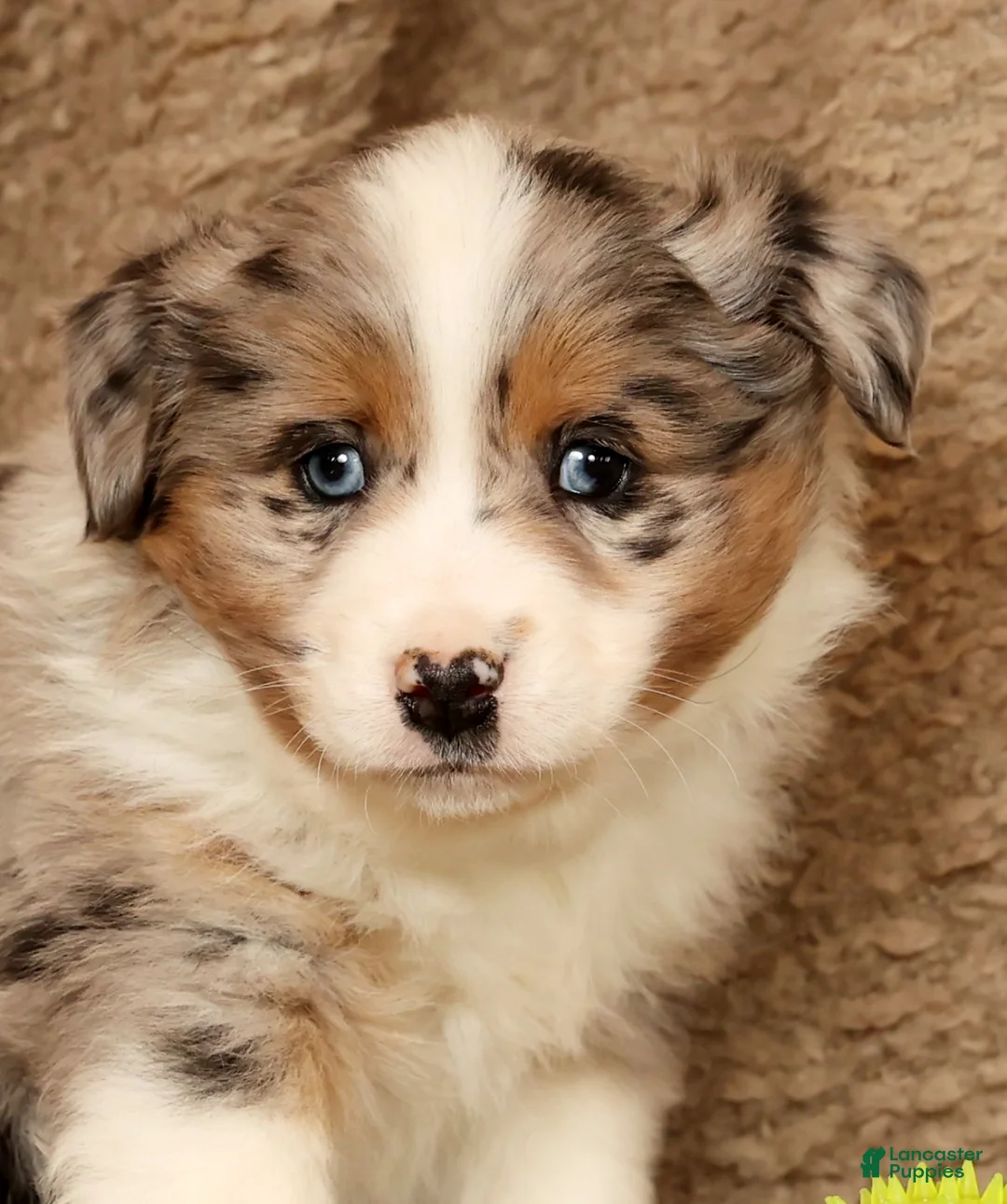 Miniature Australian Shepherd dogs for sale: Dawson - Ad 9