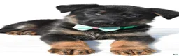 German Shepherd dogs for sale: Leo - Ad 4