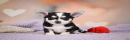 Chihuahua dogs for sale: MARY JO - Ad 4