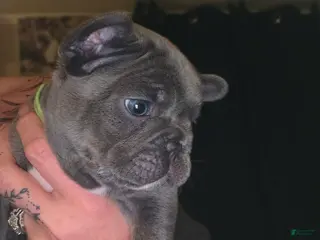 French Bulldog dogs for sale: French Bulldog Puppy 5 - Ad 3