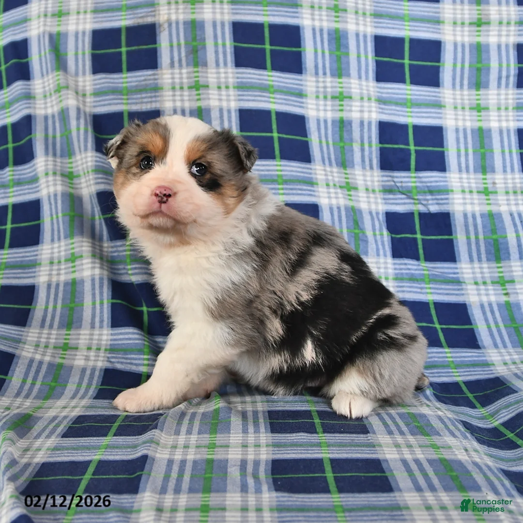 Australian Shepherd dogs for sale: Daisy - Ad 4
