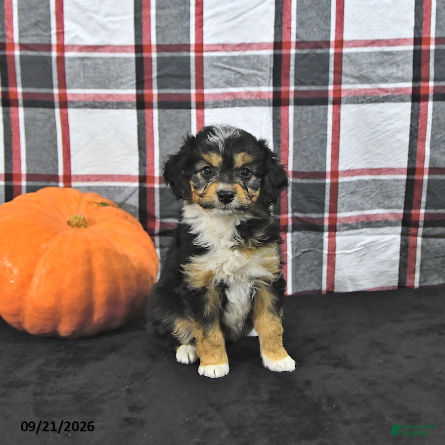 Mini Aussiedoodle dogs Doris - Ad 1