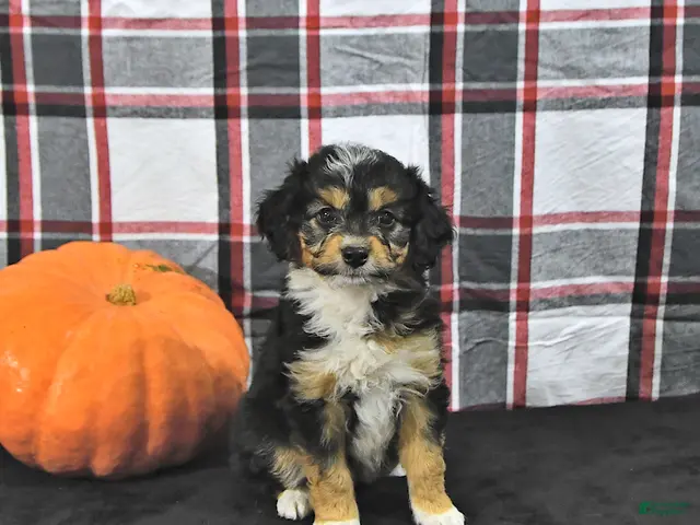 Mini Aussiedoodle dogs for sale: Doris - Ad 1