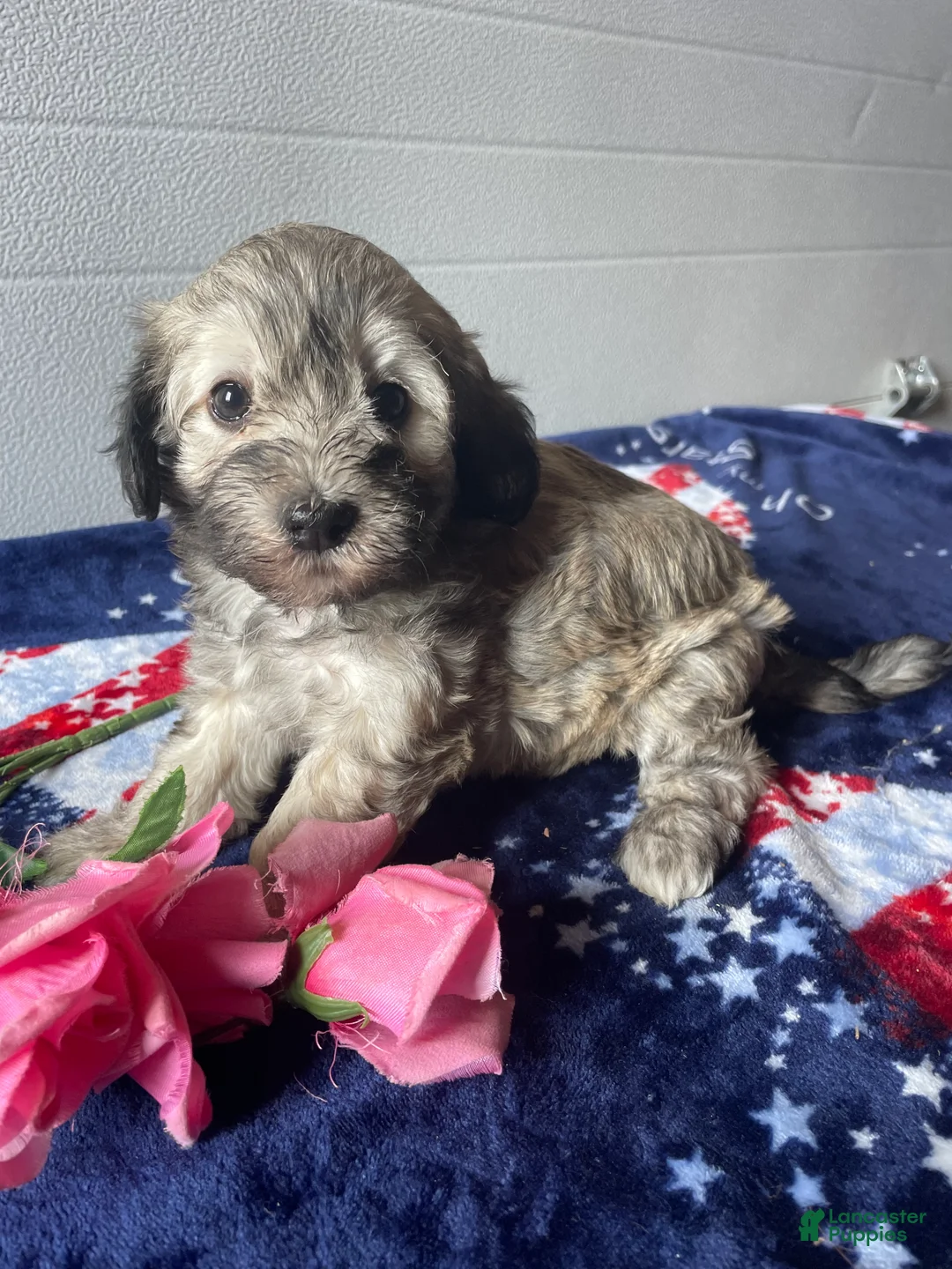 Havapoo dogs for sale: Lena - Ad 2