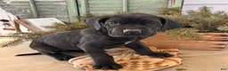 Great Dane dogs for sale: Roxy - Ad 2