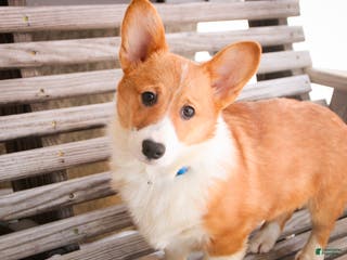 Welsh Corgi Pembroke dogs Steele - Ad 26