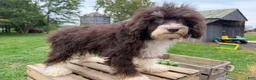 Mini Bernedoodle dogs for sale: Malta - Ad 2
