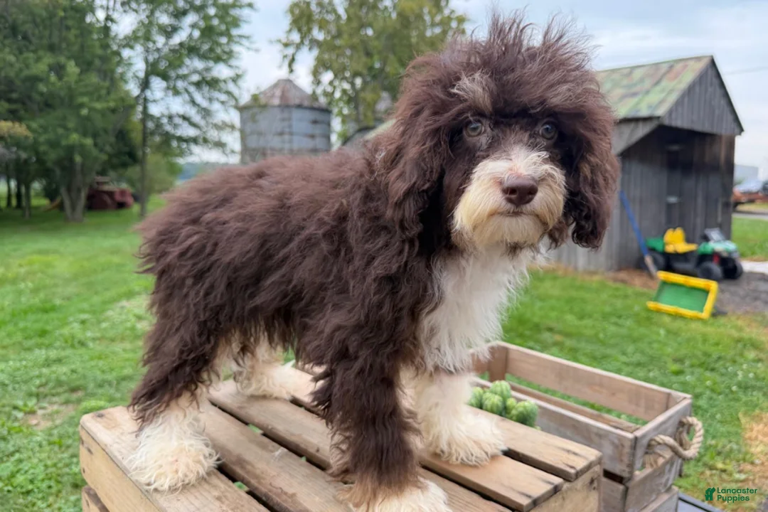 Mini Bernedoodle dogs for sale: Malta - Ad 2