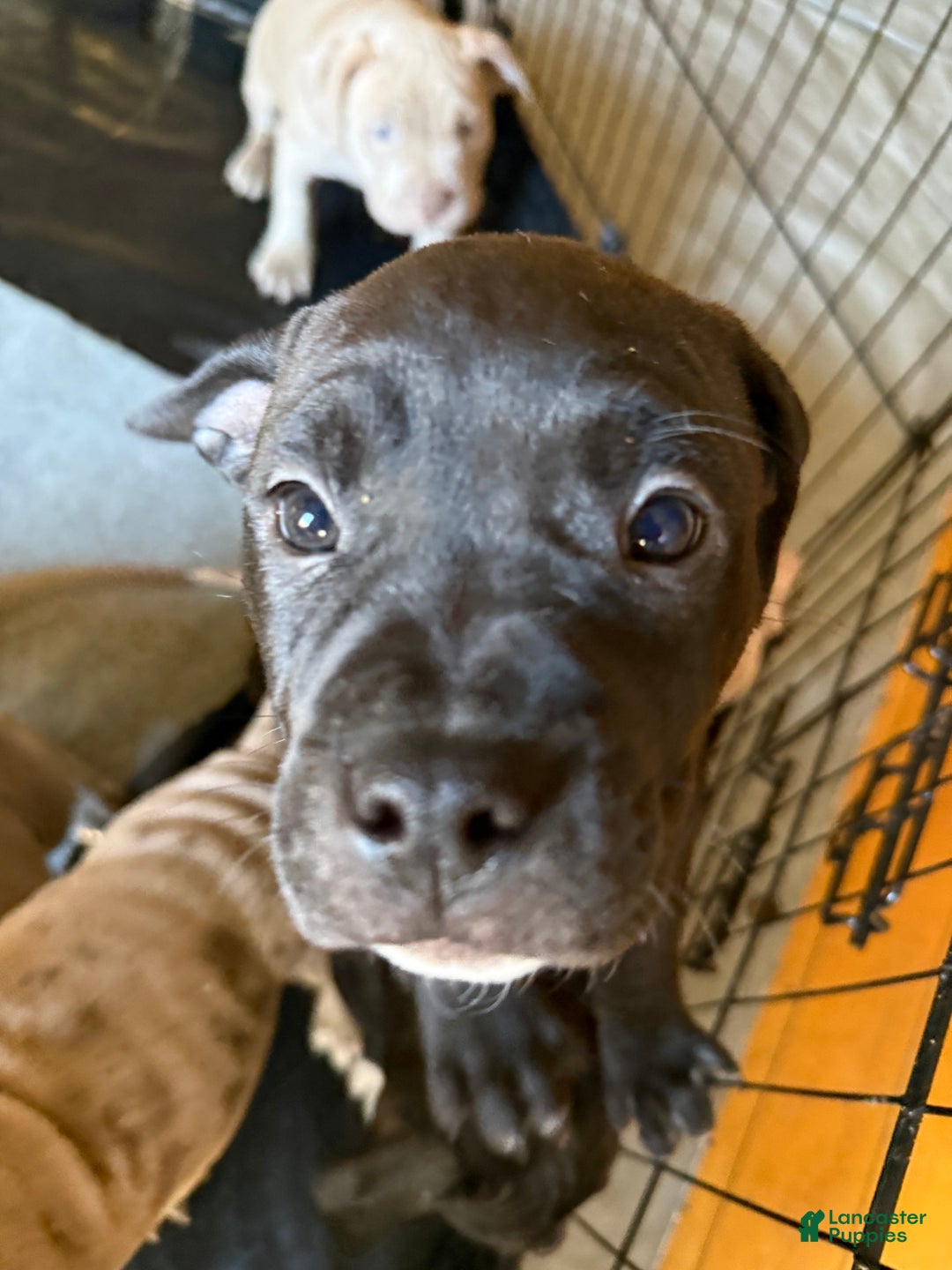 American Bully dogs for sale: King - Ad 16