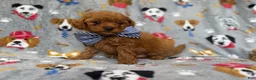 Cavapoo dogs for sale: Lynx - Ad 4