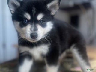 Alaskan Klee Kai dogs - Ad 9