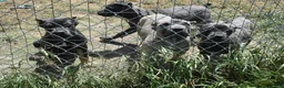 Cane Corso dogs for sale: Group Photos - Ad 4