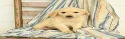 Golden Retriever dogs for sale: Jasper - Ad 2