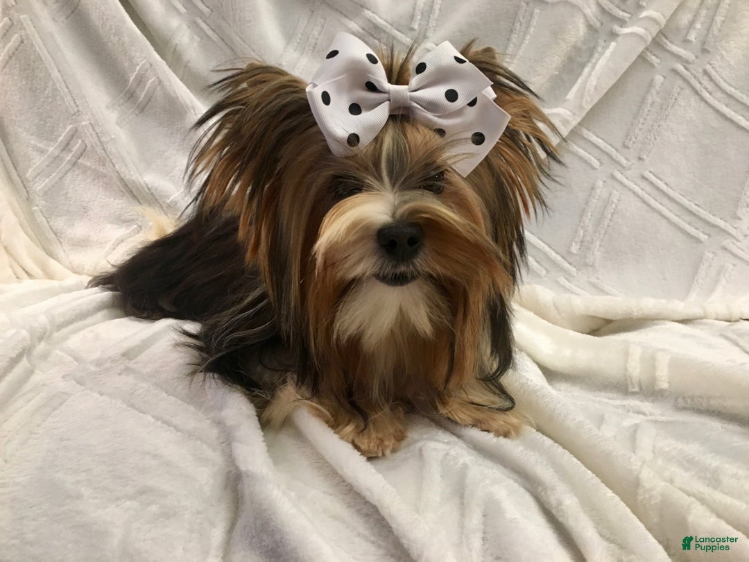 Biewer Terrier dogs for sale: Tony - Ad 10