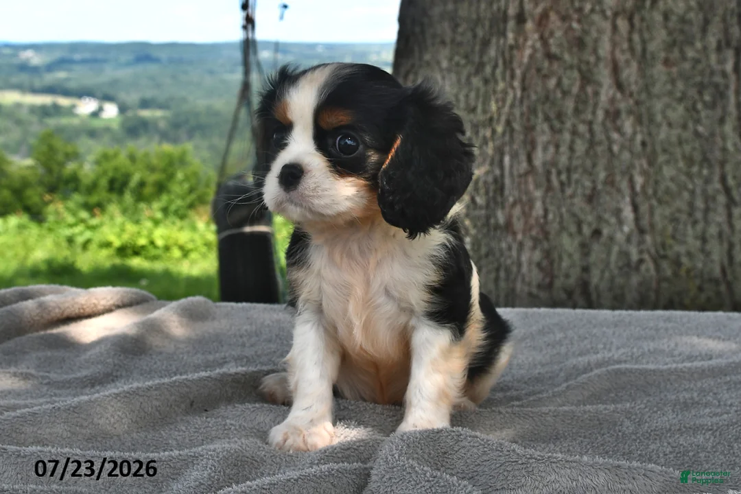 Cavalier King Charles Spaniel dogs for sale: Mabel - Ad 1