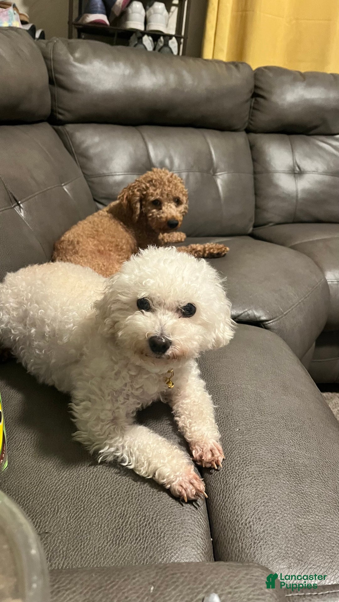 Bichpoo dogs for sale: Harlow - Ad 2