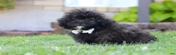 Shihpoo dogs for sale: Troy - Ad 4