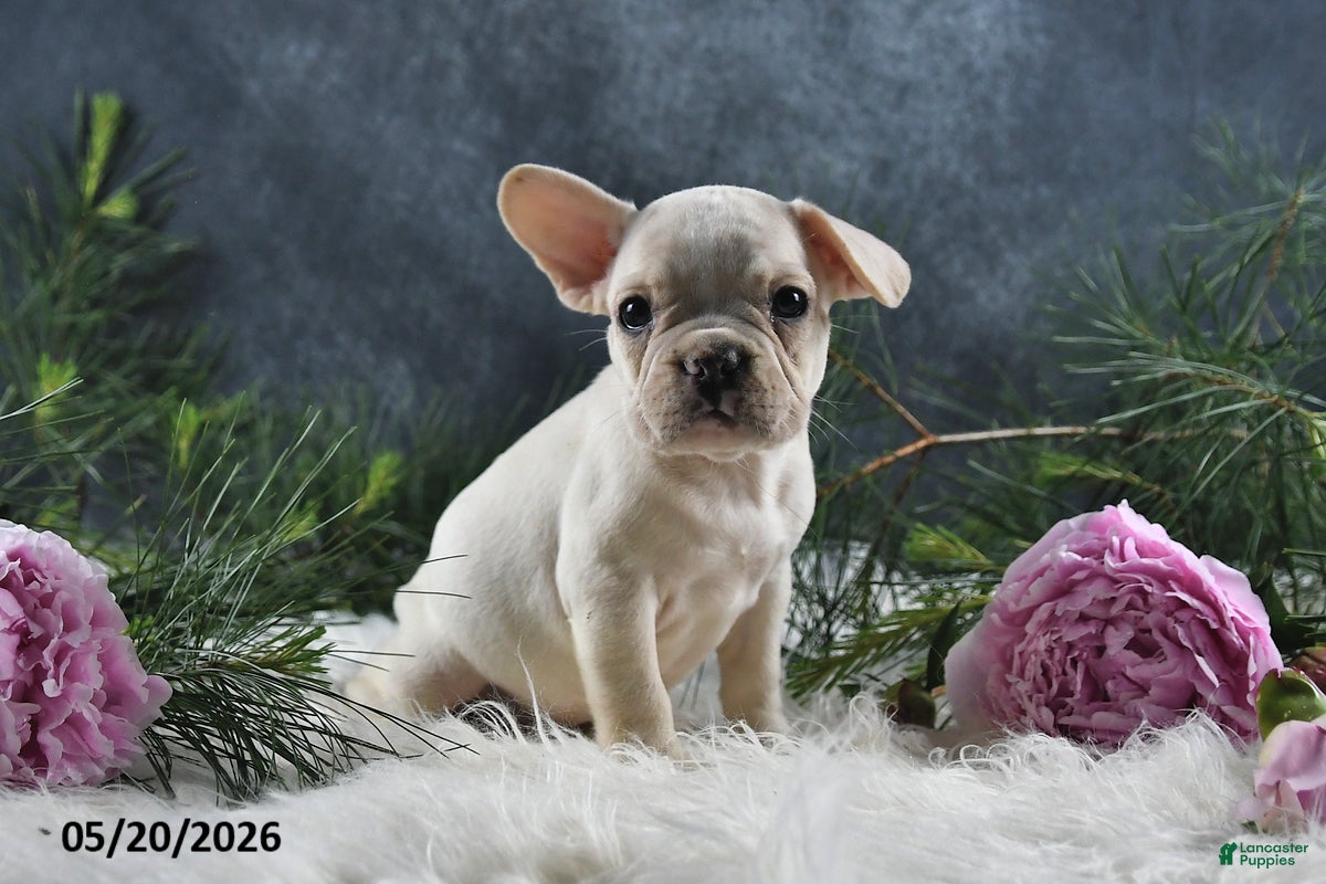 French Bulldog dogs for sale: Jenny - Ad 4