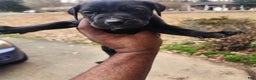 South African Boerboels dogs for sale: Blacky - Ad 2