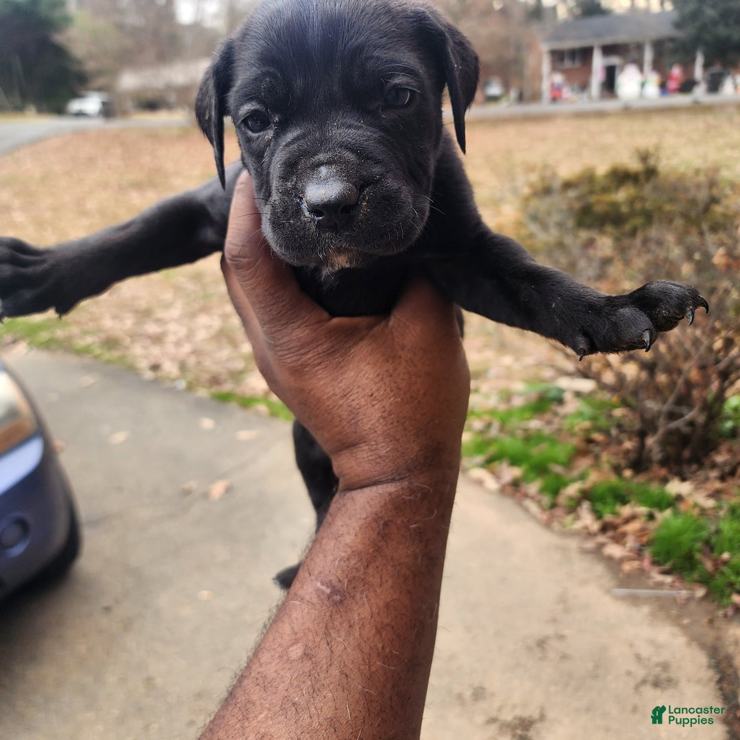 South African Boerboels dogs for sale: Blacky - Ad 2