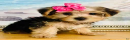 Yorkshire Terrier dogs for sale: Tiny Tiara - Ad 4