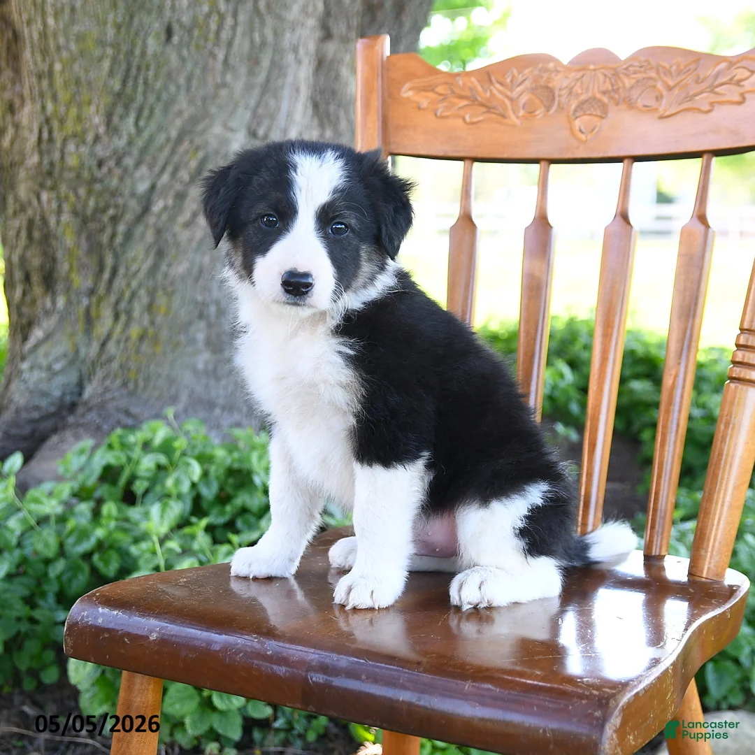 Border Collie dogs for sale: Lucas - Ad 1