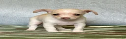 Chiweenie dogs for sale: Chiweenie 1 - Ad 4