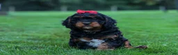 Cavapoo dogs for sale: Wilson 🐾 - Ad 3